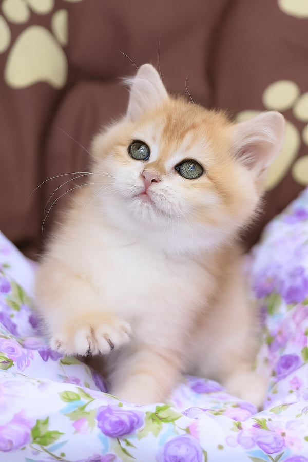 Jelly | British Shorthair Kitten