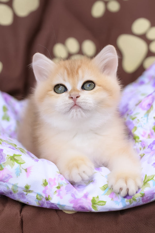 Jelly | British Shorthair Kitten