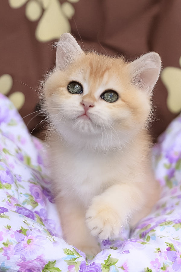 Jelly | British Shorthair Kitten