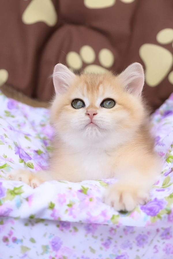 Jelly | British Shorthair Kitten