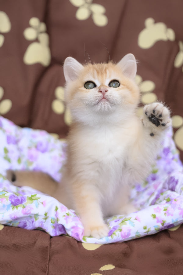Jelly | British Shorthair Kitten