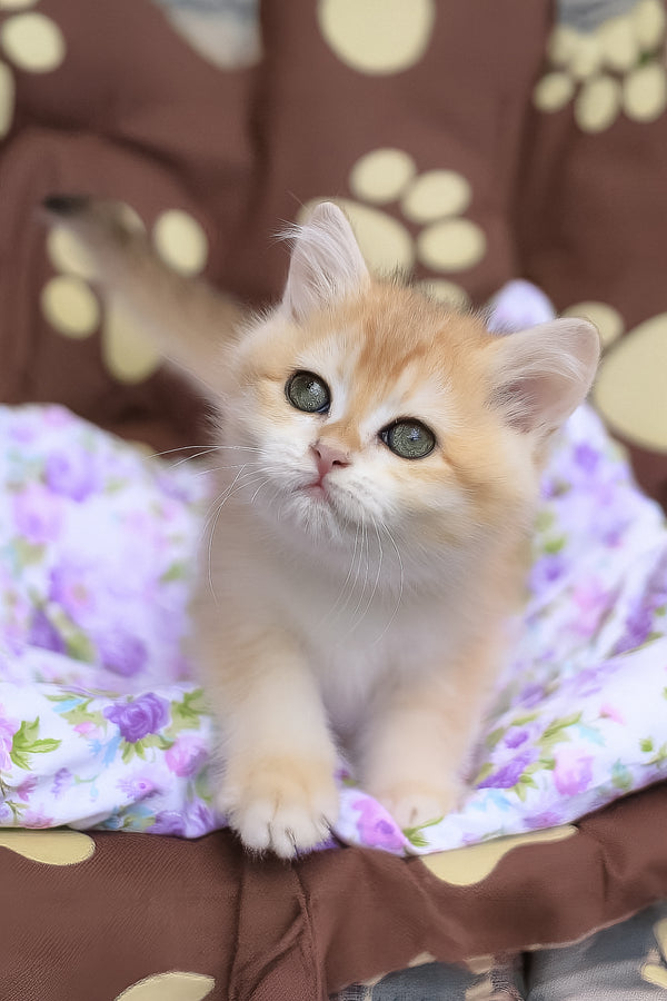 Jelly | British Shorthair Kitten