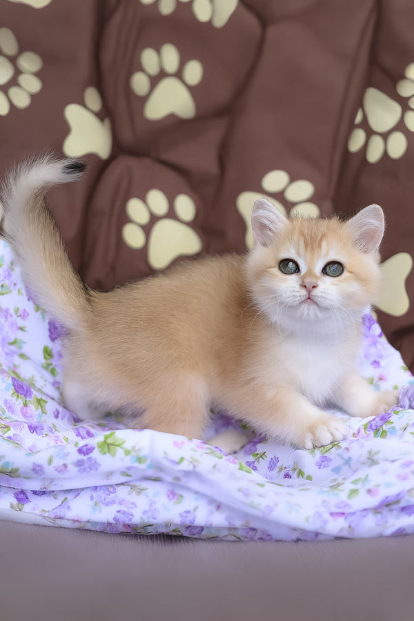 Jelly | British Shorthair Kitten