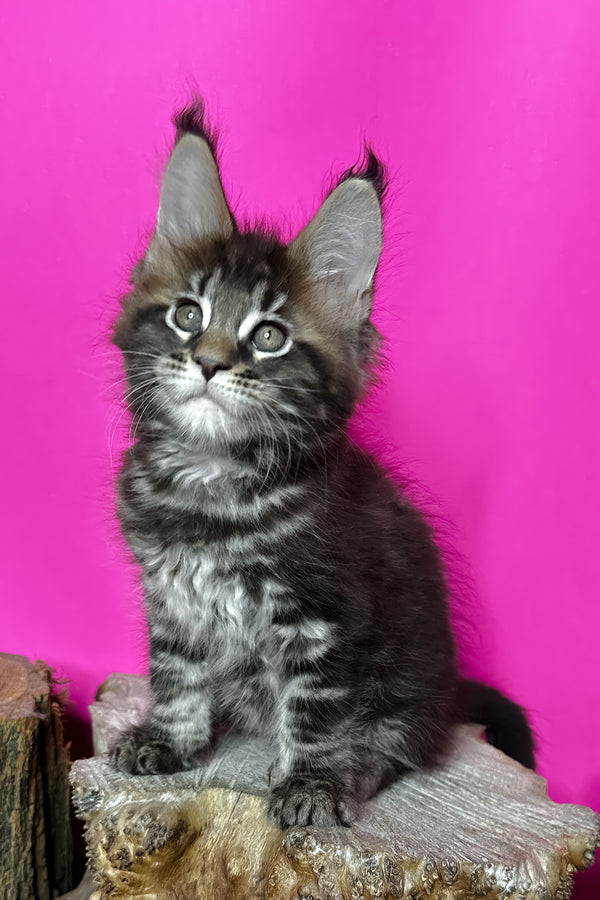 Jett | Maine Coon Kitten