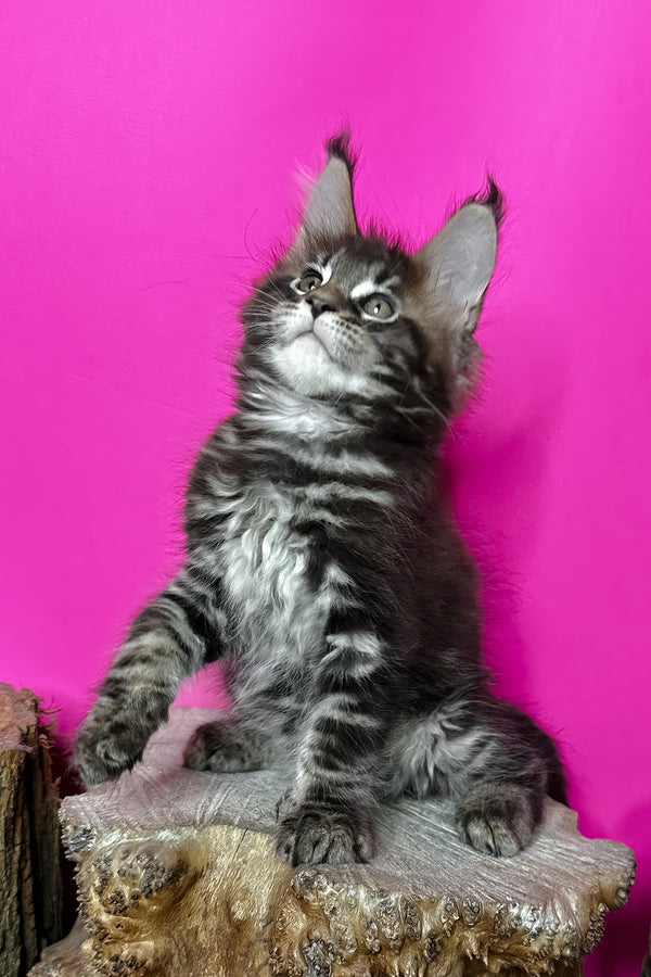 Jett | Maine Coon Kitten