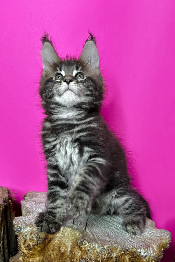 Jett | Maine Coon Kitten
