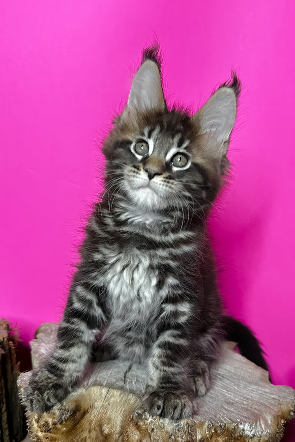 Jett | Maine Coon Kitten