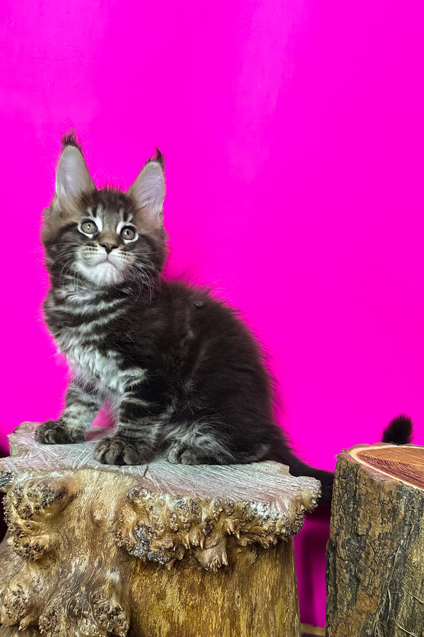 Jett | Maine Coon Kitten