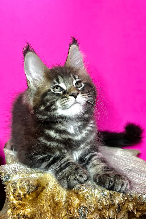 Jett | Maine Coon Kitten