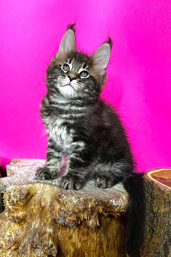 Jett | Maine Coon Kitten
