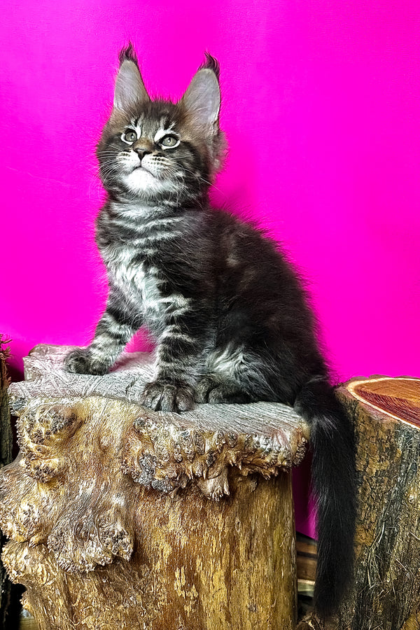 Jett | Maine Coon Kitten