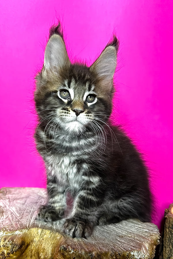 Jett | Maine Coon Kitten