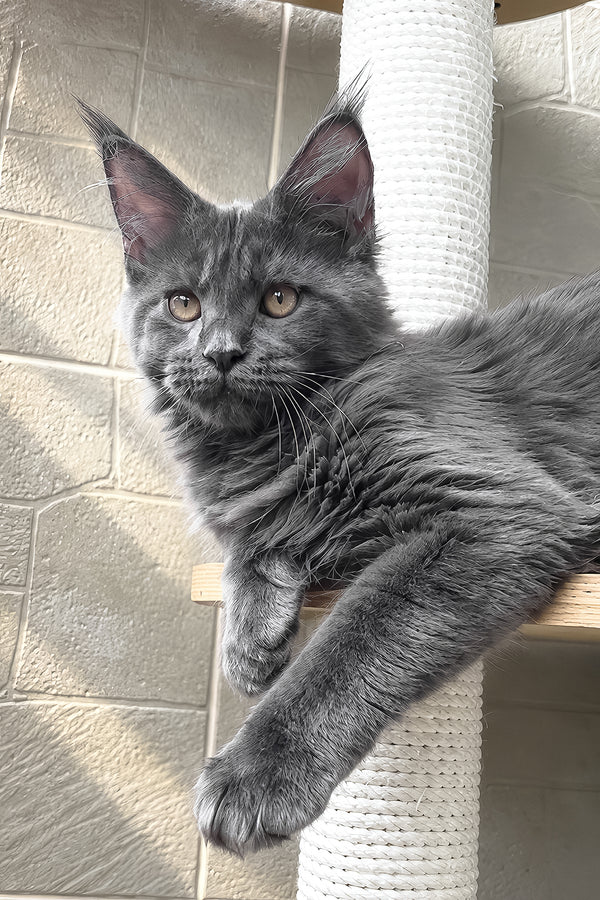 Jevel | Maine Coon Kitten