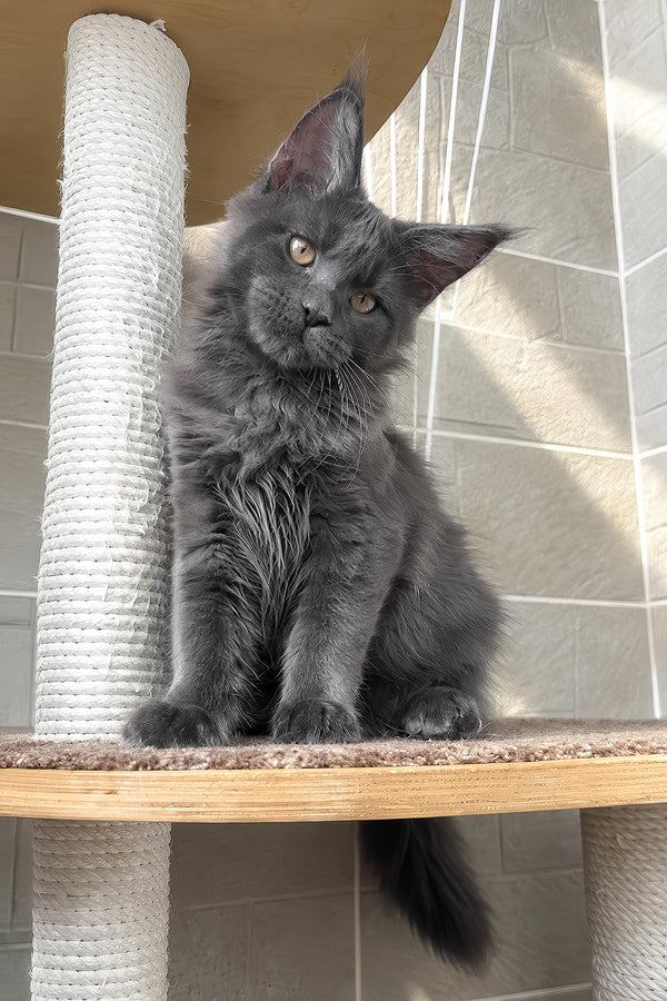 Jevel | Maine Coon Kitten
