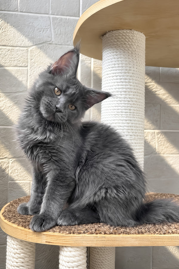 Jevel | Maine Coon Kitten