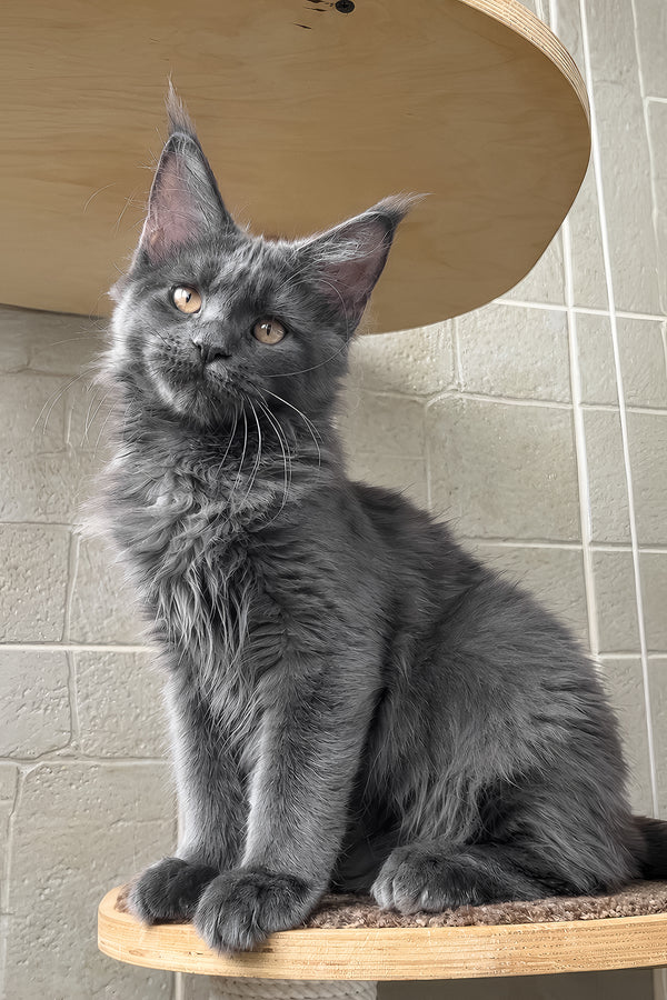 Jevel | Maine Coon Kitten