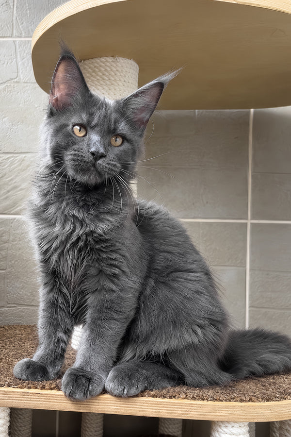 Jevel | Maine Coon Kitten