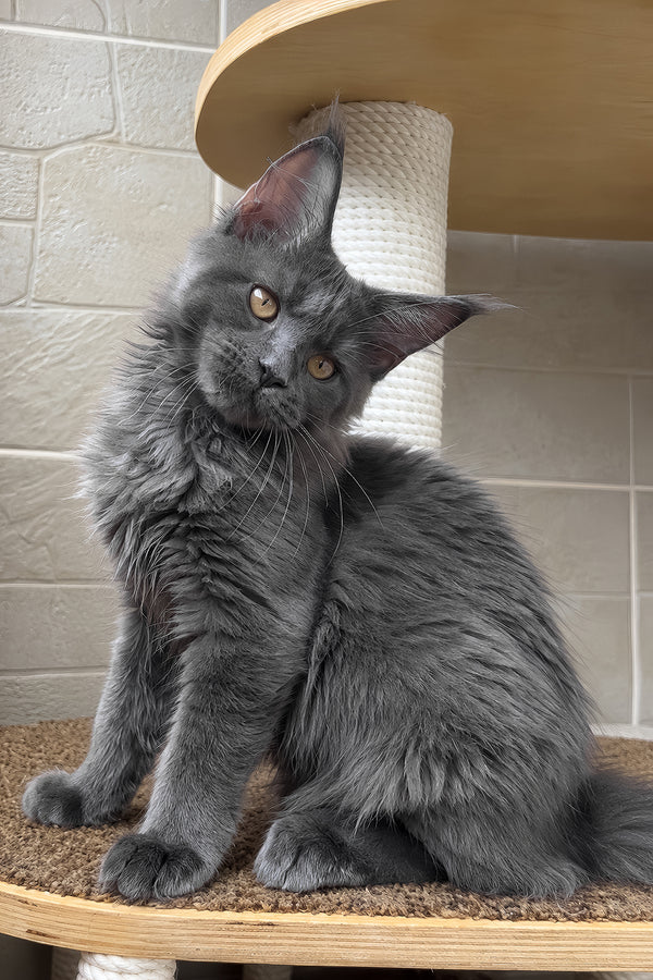 Jevel | Maine Coon Kitten