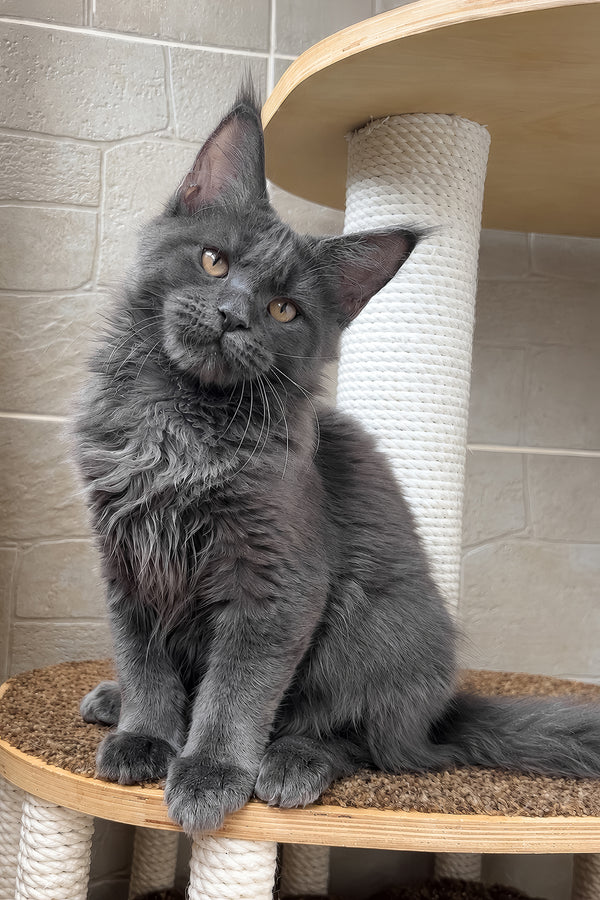 Jevel | Maine Coon Kitten
