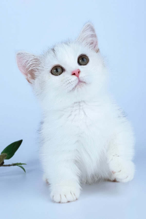 Jina | Minuet Kitten