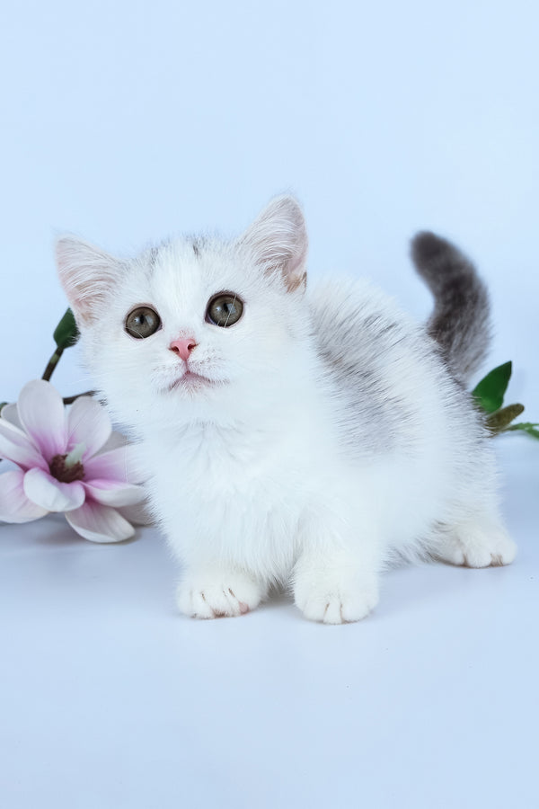 Jina | Minuet Kitten