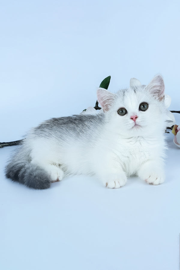 Jina | Minuet Kitten