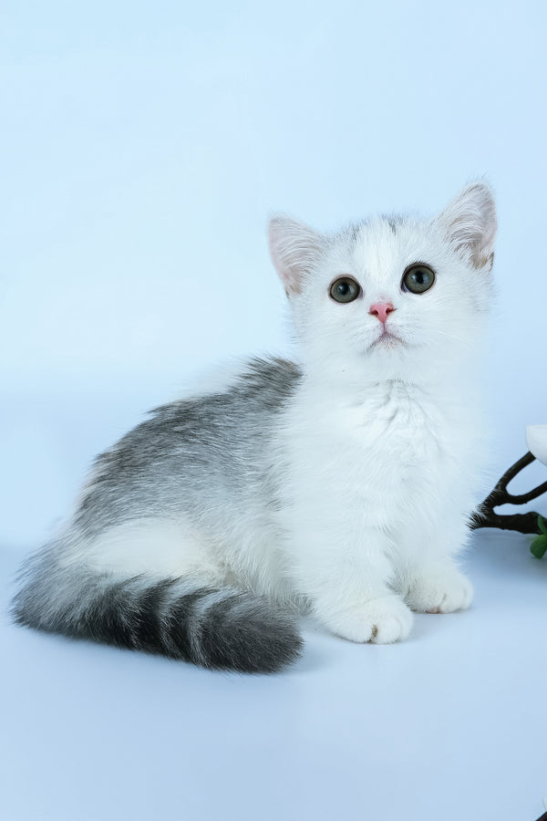 Jina | Minuet Kitten