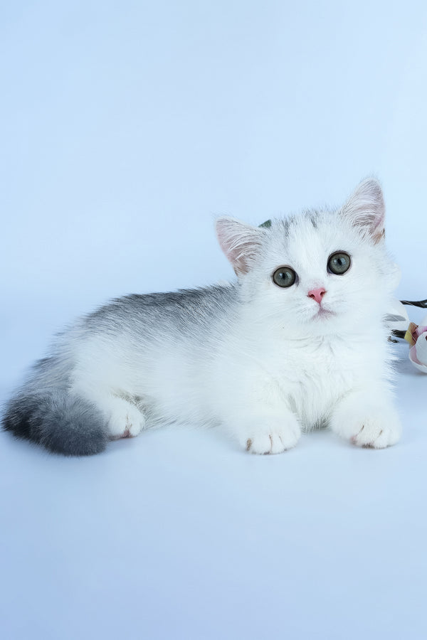 Jina | Minuet Kitten