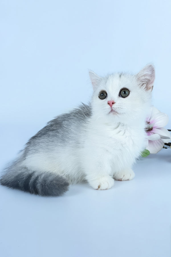 Jina | Minuet Kitten