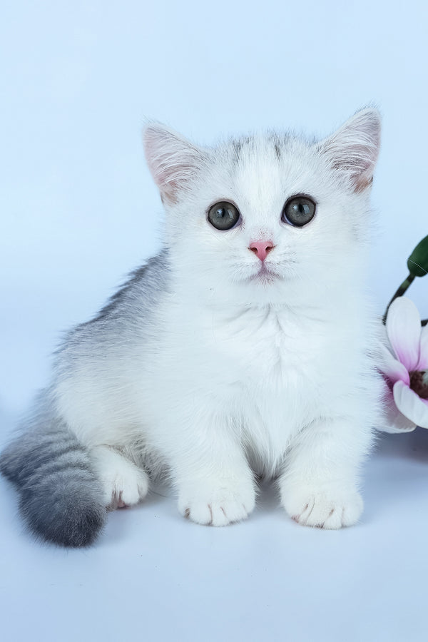 Jina | Minuet Kitten