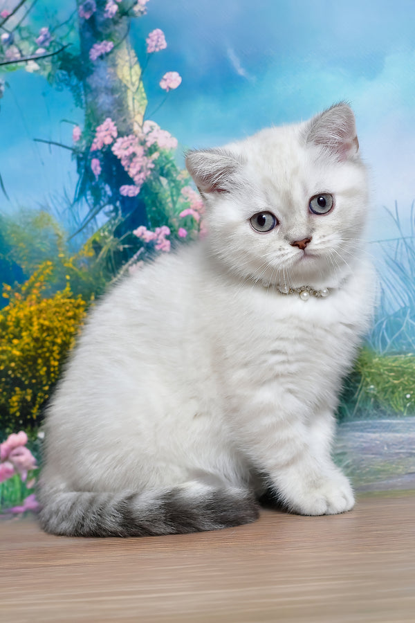 Jina | Scottish Straight Kitten
