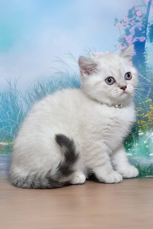 Jina | Scottish Straight Kitten