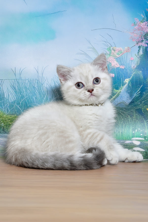 Jina | Scottish Straight Kitten