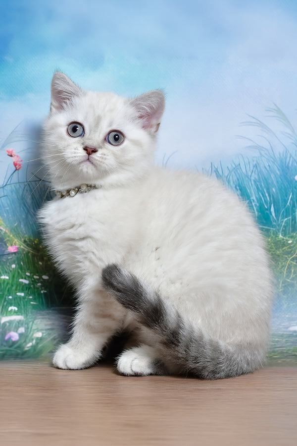 Jina | Scottish Straight Kitten