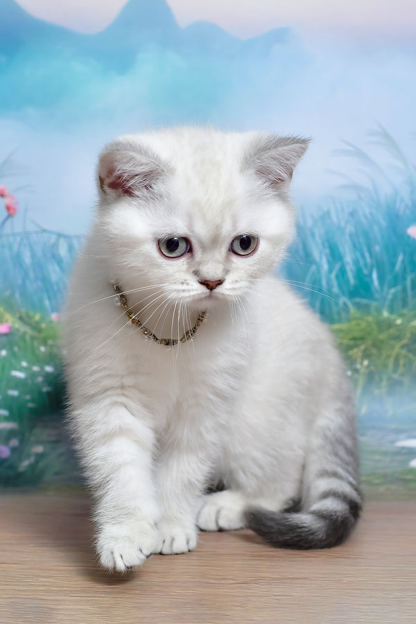 Jina | Scottish Straight Kitten