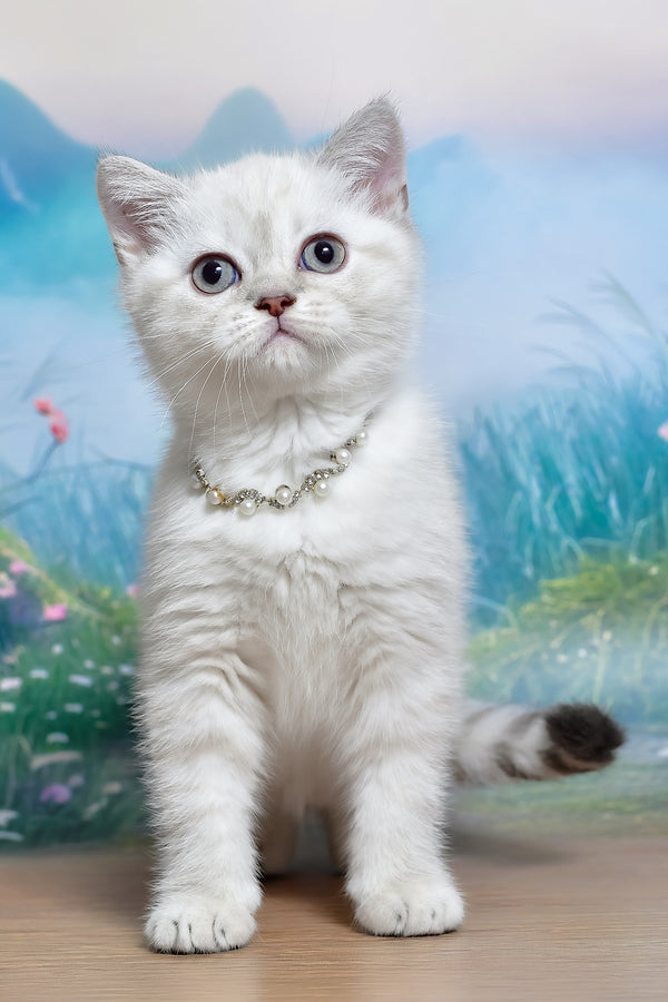 Jina | Scottish Straight Kitten