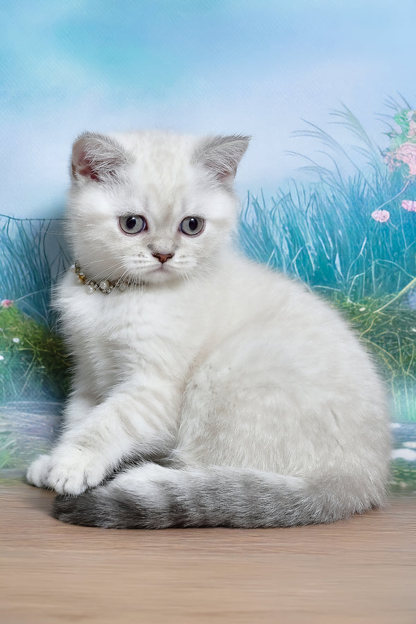 Jina | Scottish Straight Kitten