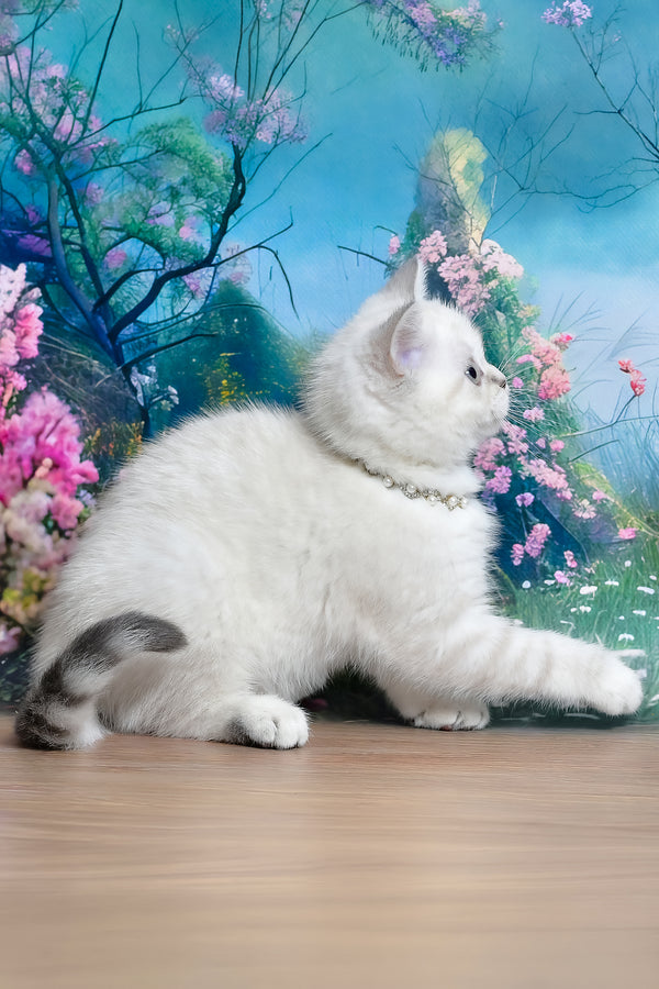 Jina | Scottish Straight Kitten