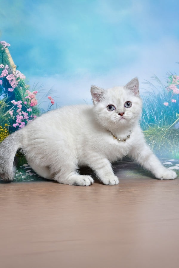 Jina | Scottish Straight Kitten