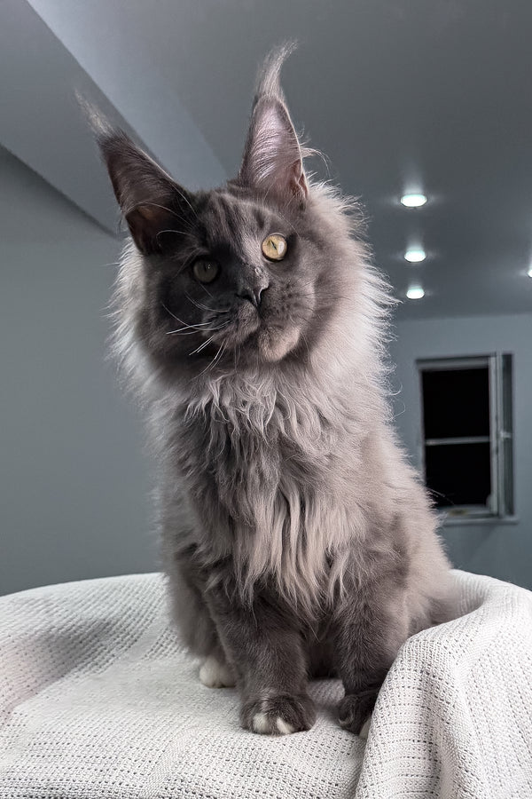 John | Maine Coon Kitten