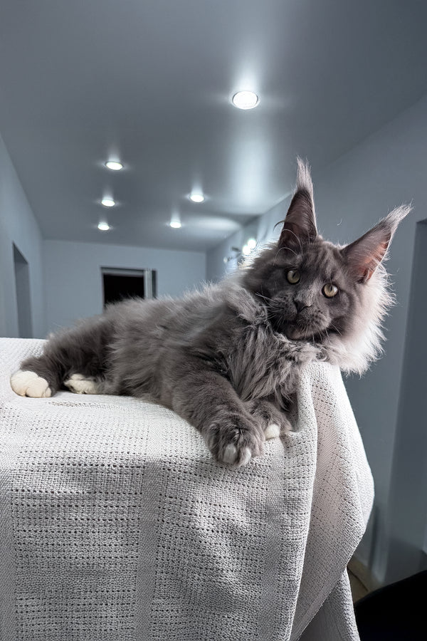 John | Maine Coon Kitten