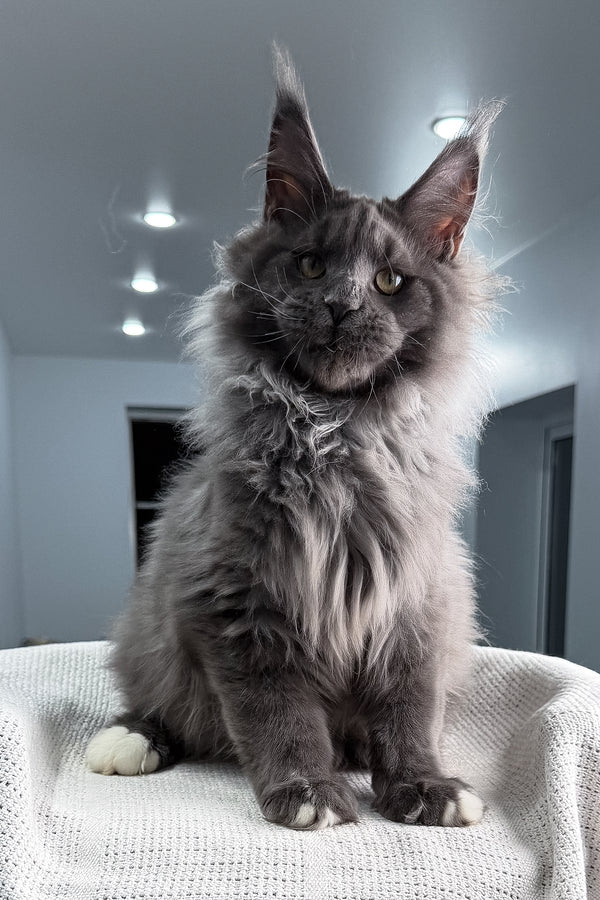 John | Maine Coon Kitten