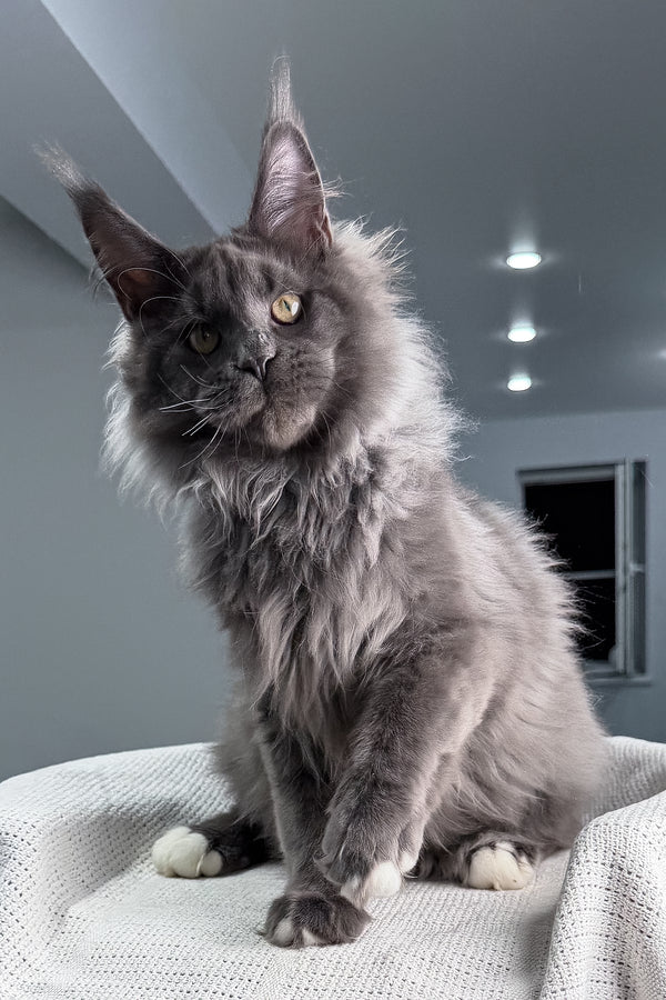 John | Maine Coon Kitten