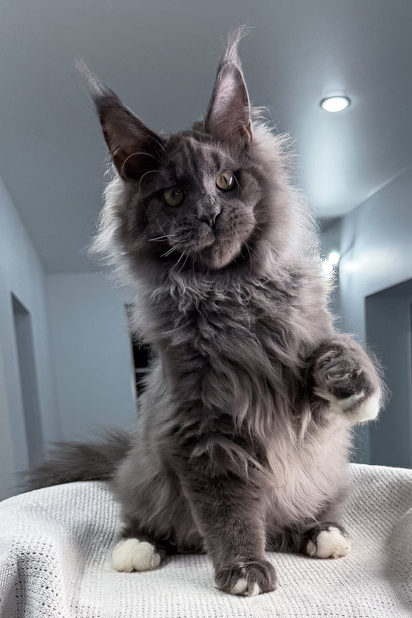John | Maine Coon Kitten
