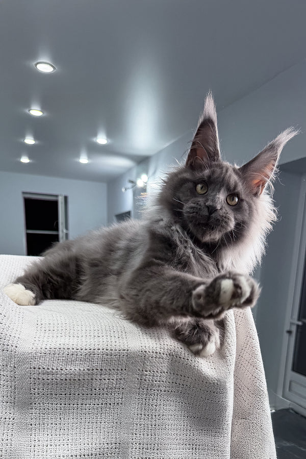 John | Maine Coon Kitten