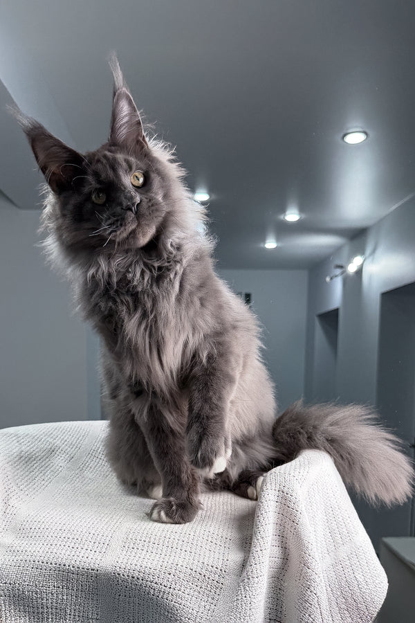 John | Maine Coon Kitten