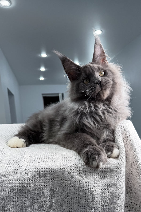 John | Maine Coon Kitten