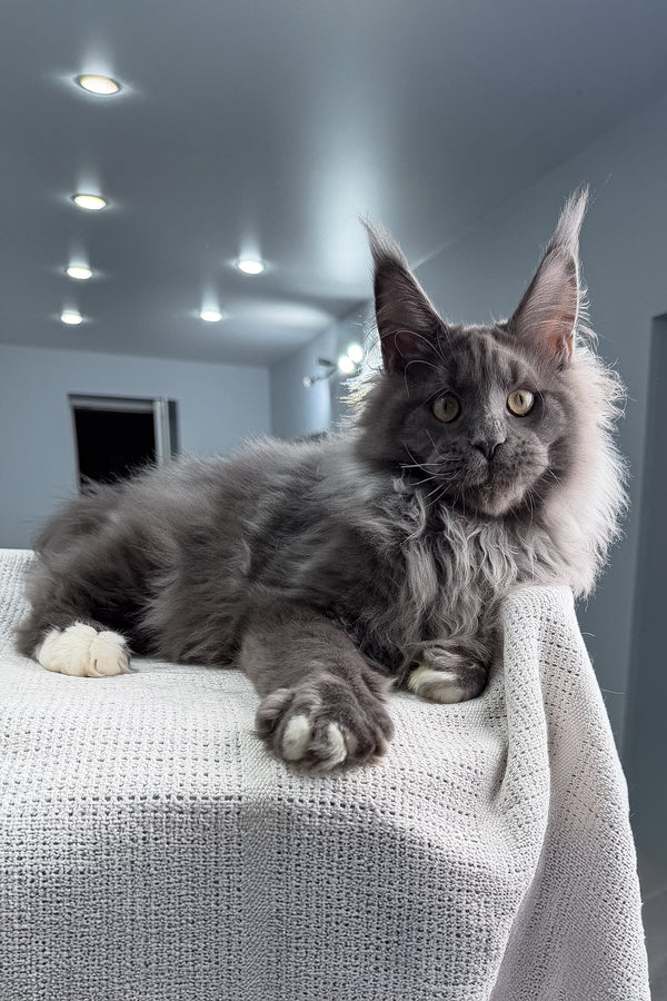 John | Maine Coon Kitten