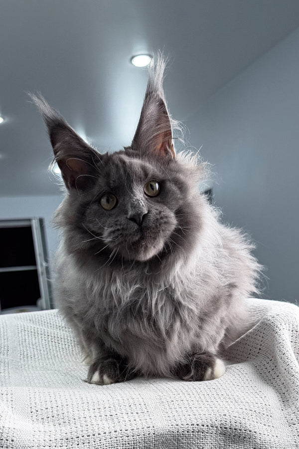 John | Maine Coon Kitten