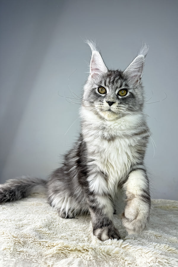 Jolie | Maine Coon Kitten